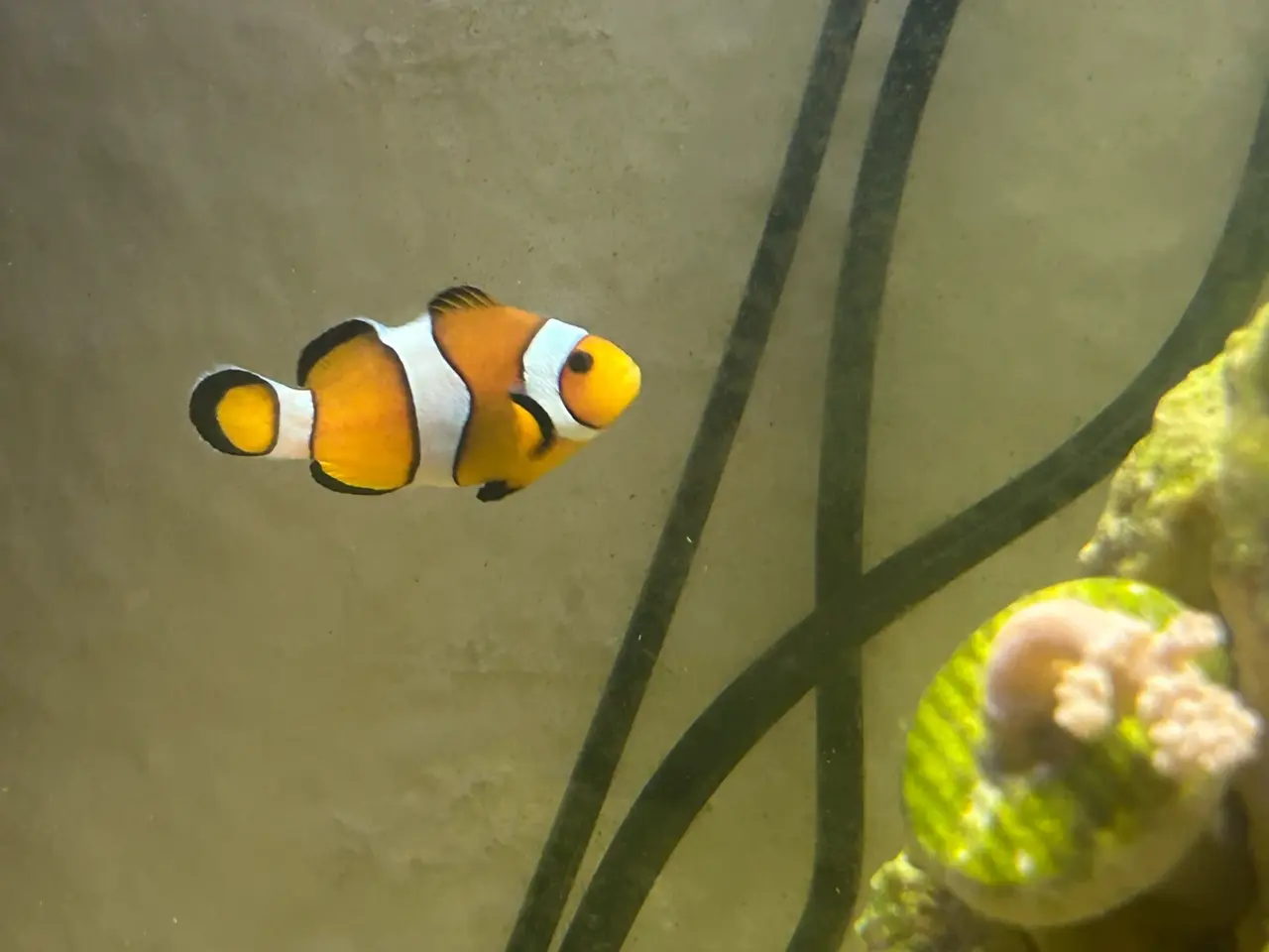 Billede 1 - 2 stks Klovnefisk