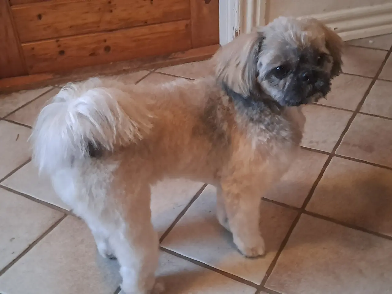 Billede 4 - Hundefrisør/trimming/groomer 