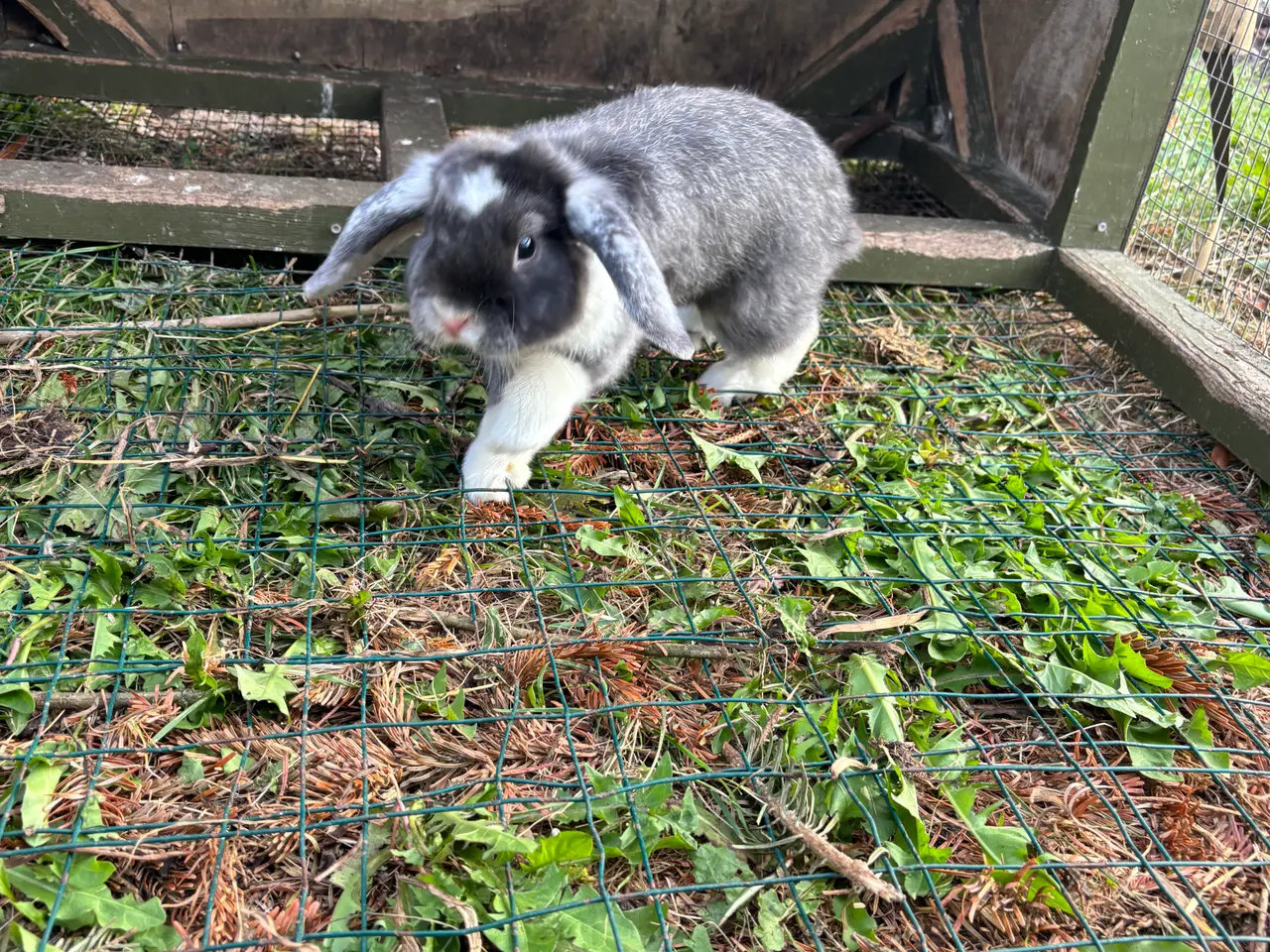 Billede 5 - Mini lop søger nyt hjem 