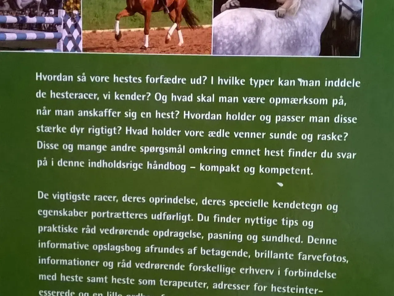 Billede 2 - Heste - Vore ædle venner