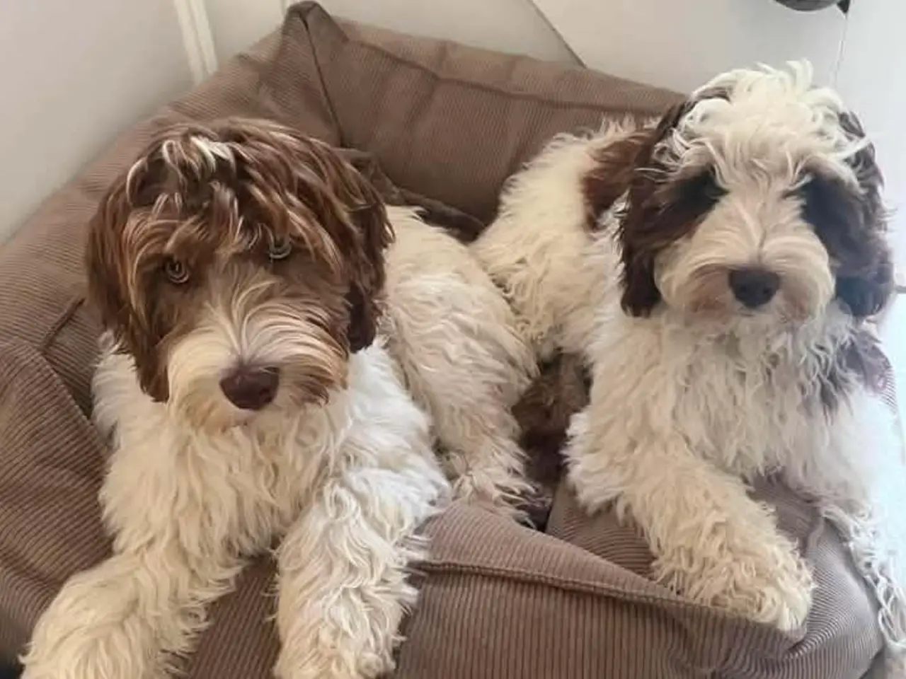 Billede 5 - Labradoodlehvalpe til 2027