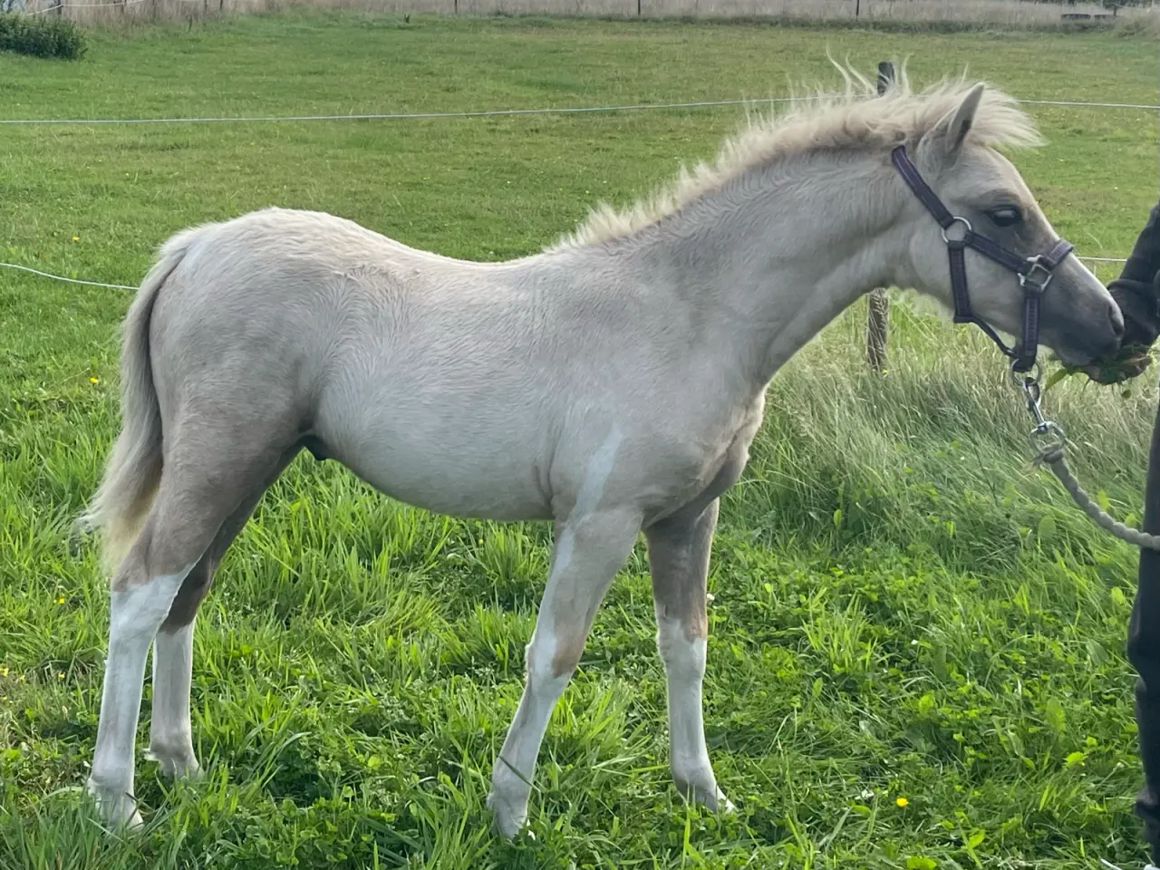 Billede 1 - Welsh partbred hingsteføl