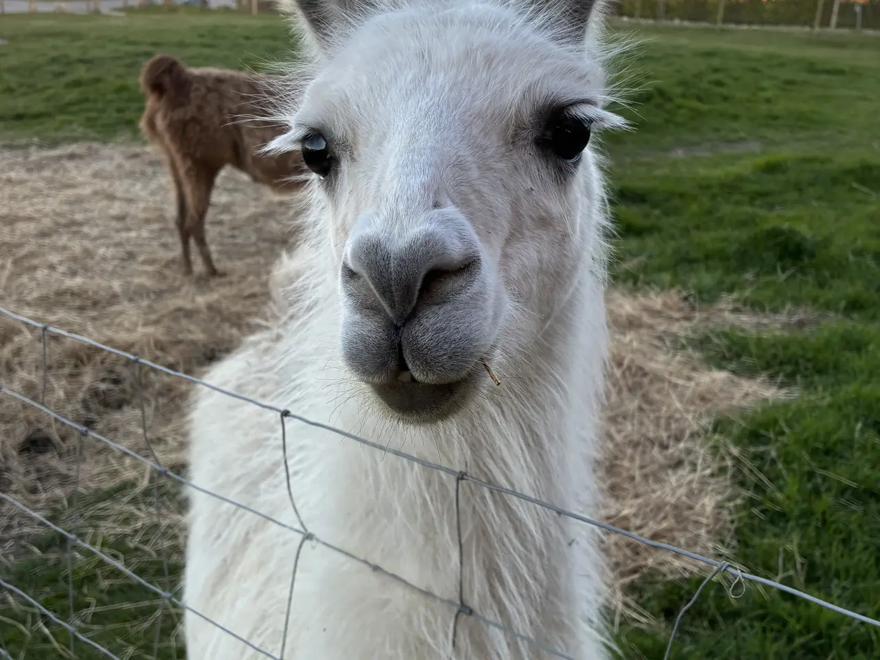 Billede 1 - Lama hun