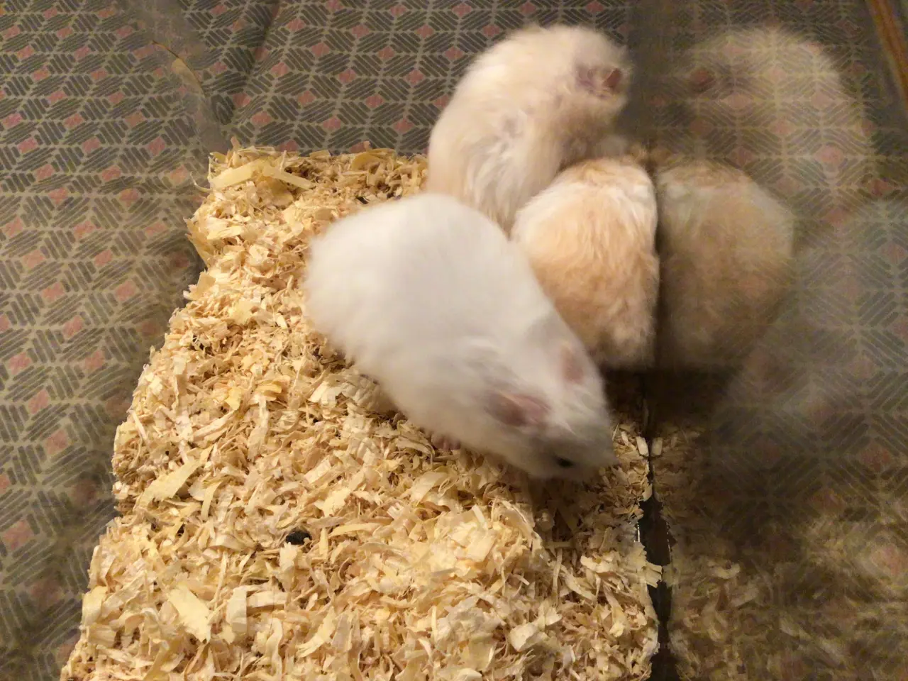 Billede 1 - Hamster