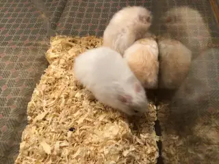 Hamster