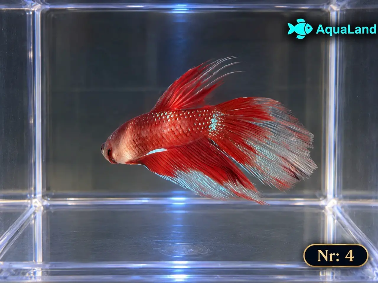 Billede 10 - 😍 Flotte Betta fisk