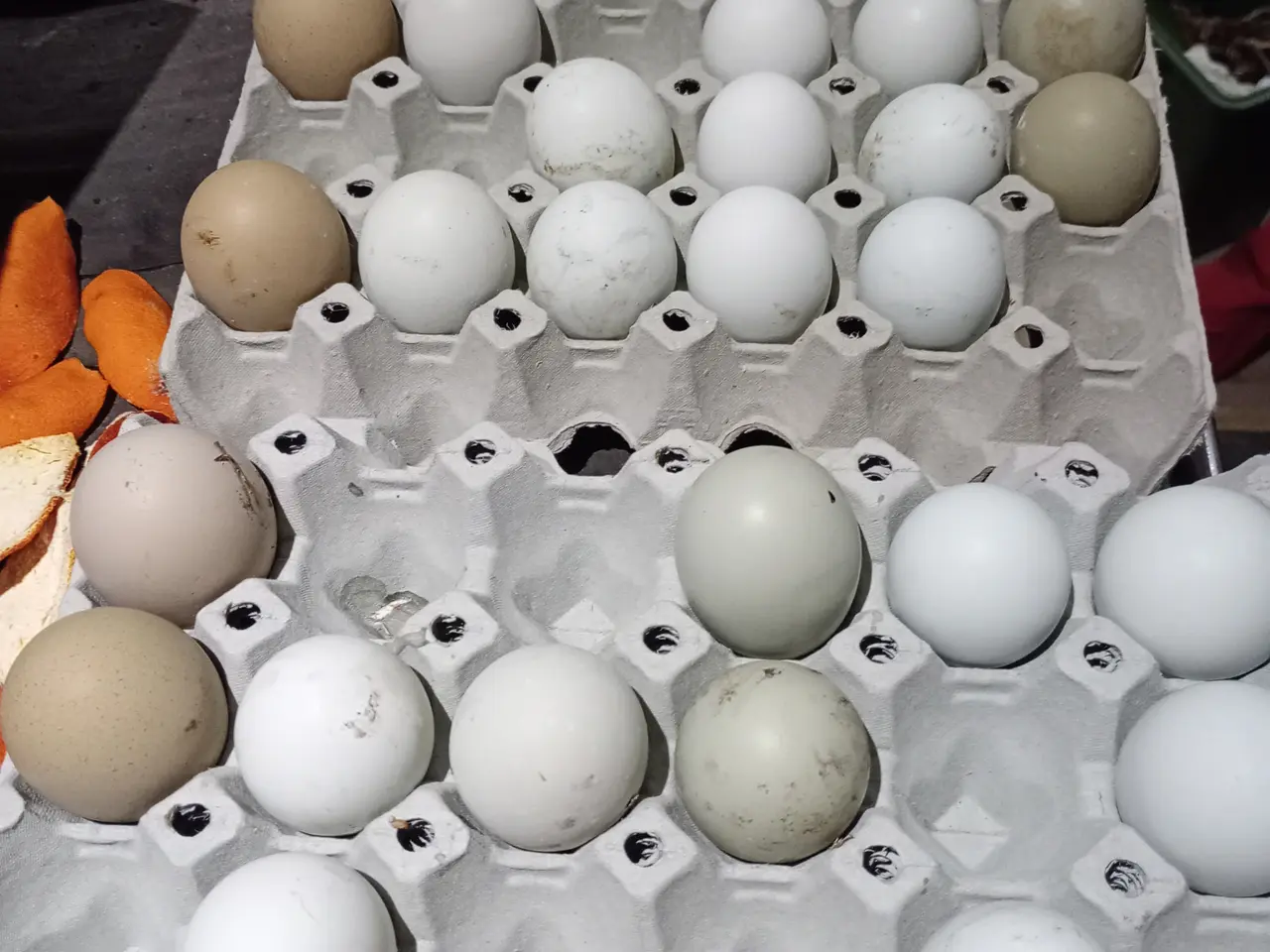 Billede 2 - grønlaeggere høns