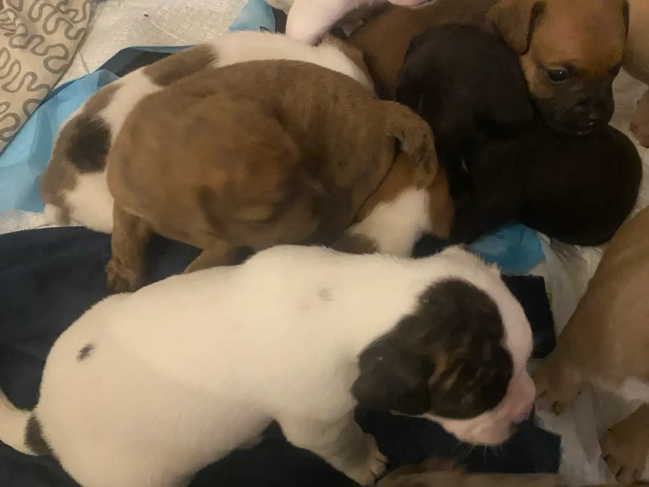 Billede 4 - Fransk bulldog/ old english bulldog