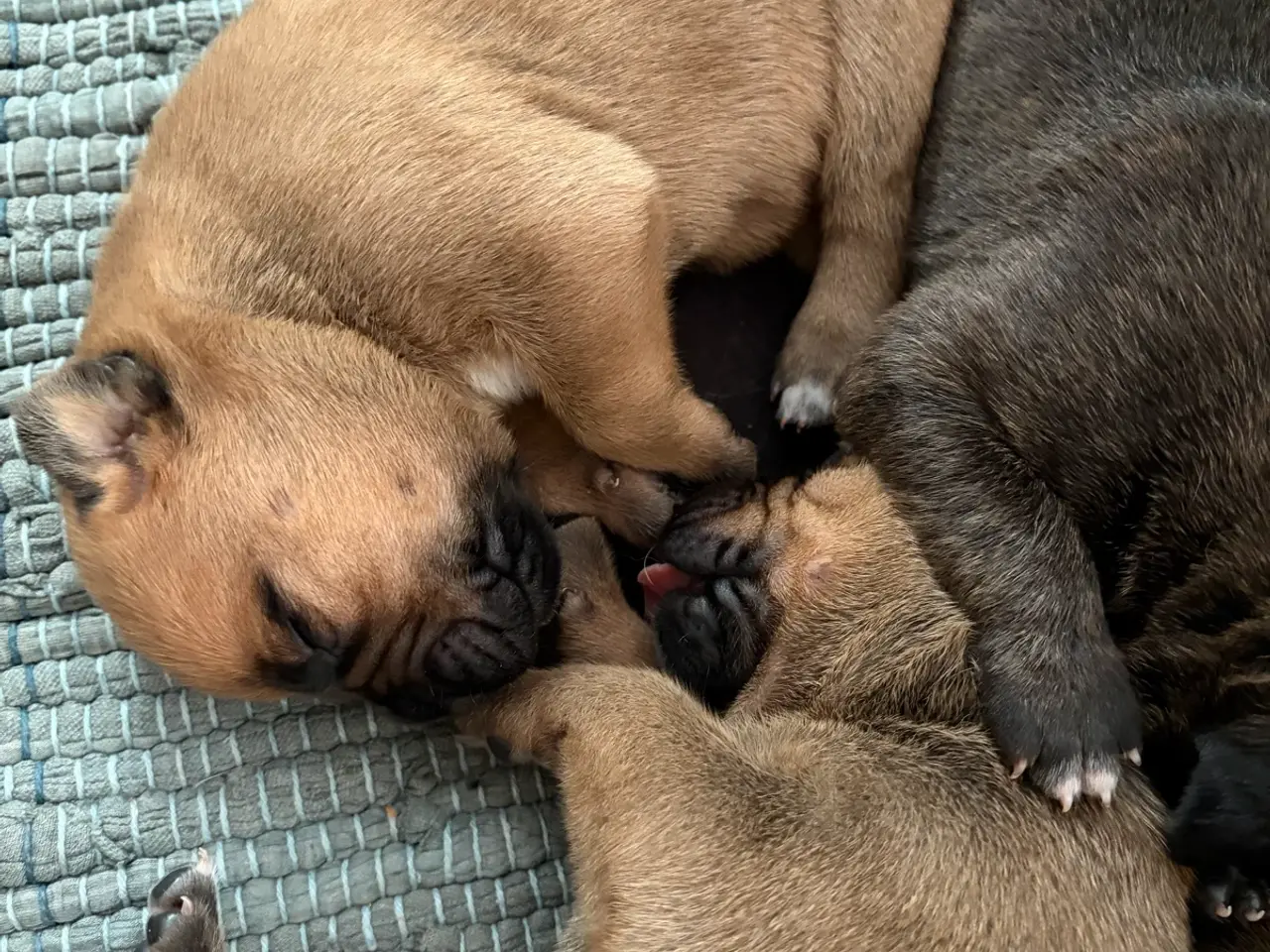 Billede 5 - Bullmastiff hvalpe
