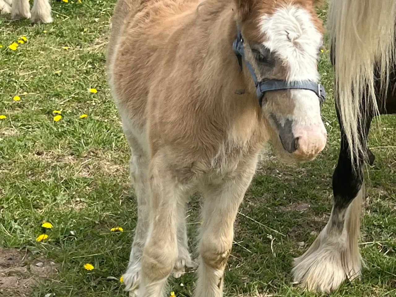 Billede 2 - Miniature Irish cob