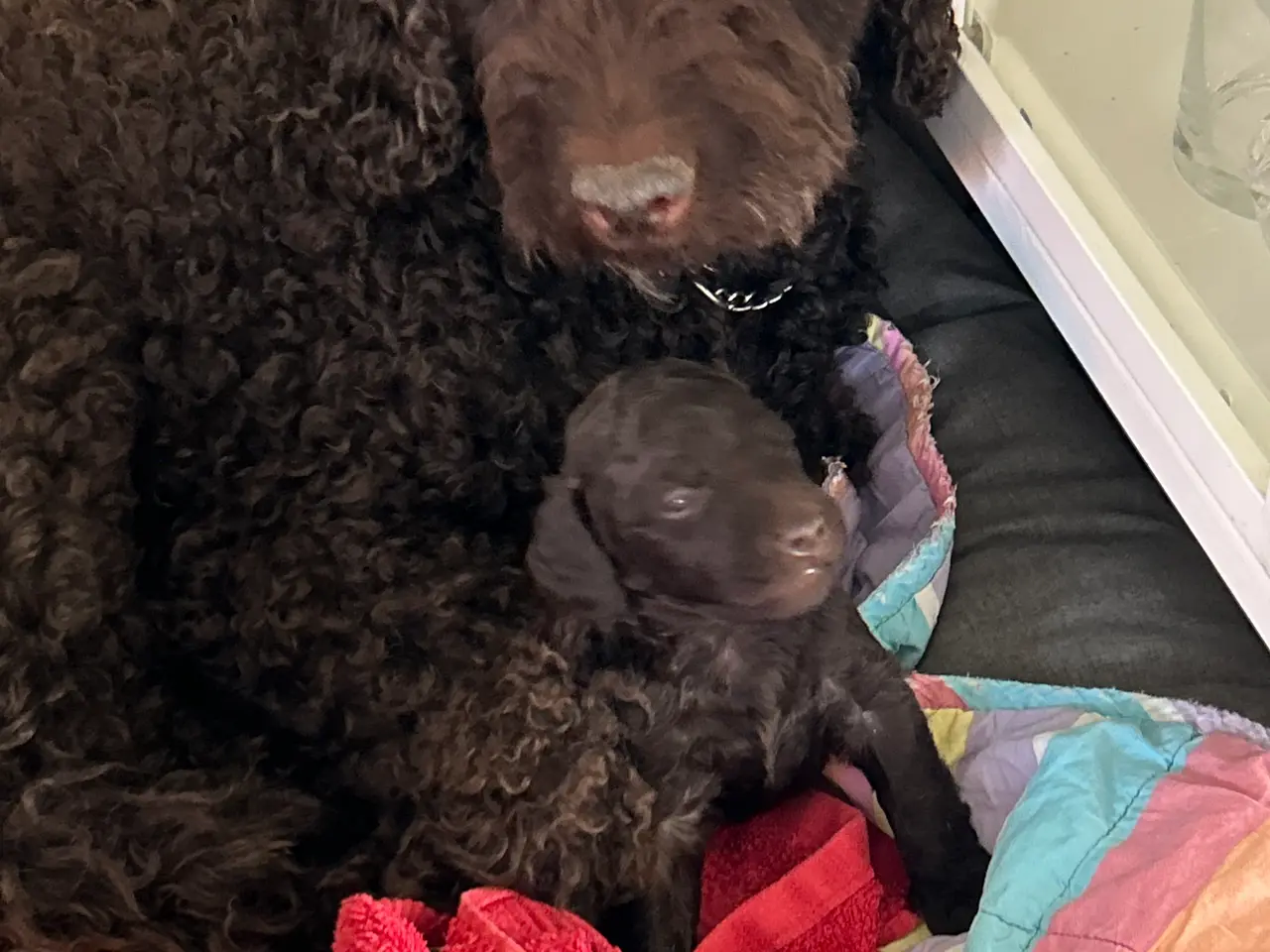 Billede 2 - Hundehvalp Cockerpoo 5 uger 