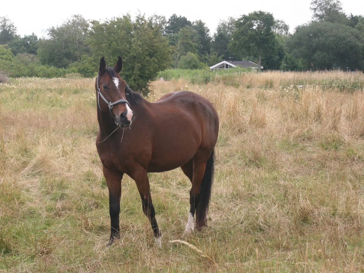 Billede 2 - Selskabshest