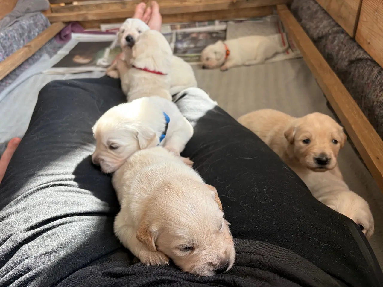 Billede 3 - Golden Retriever hvalpe 