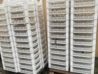 Kartoffelspirekasser i hård plast