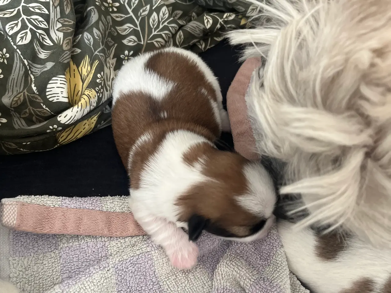 Billede 4 - Lhasa Apso/ Coton de tulear hvalpe