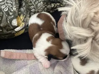 Lhasa Apso/ Coton de tulear hvalpe - 4