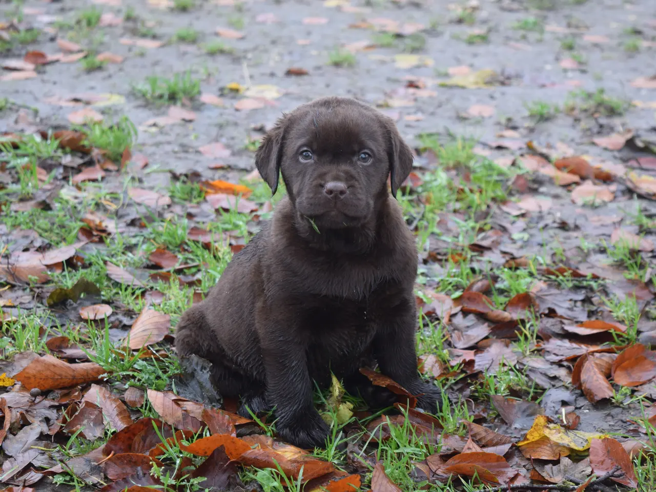 Billede 5 - Brune Labrador-hvalpe med DKK-stamtavle 🐶