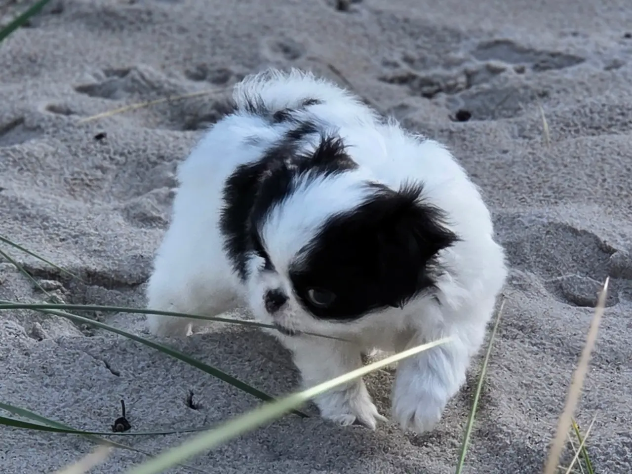 Billede 4 - Hvalp japanese chin