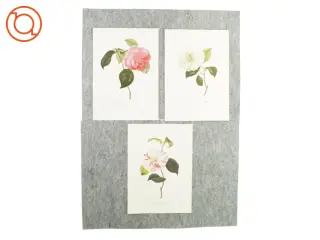 Plakater med blomstermotiv (3 styk)