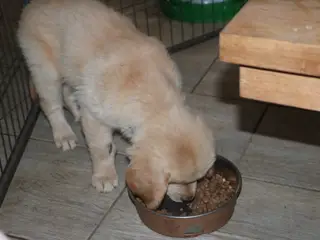 Verdens Smukkeste Gyldene Golden Retriever Hvalpe 