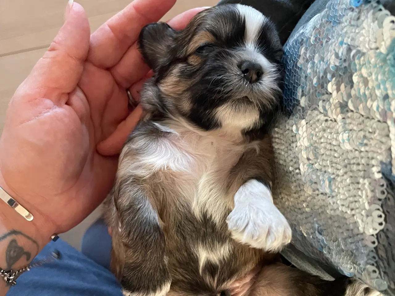 Billede 1 - Shih Tzu/ cavalier blanding 🌸