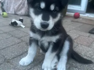 Blandingshvalpe Husky / Malamute/ Samojede