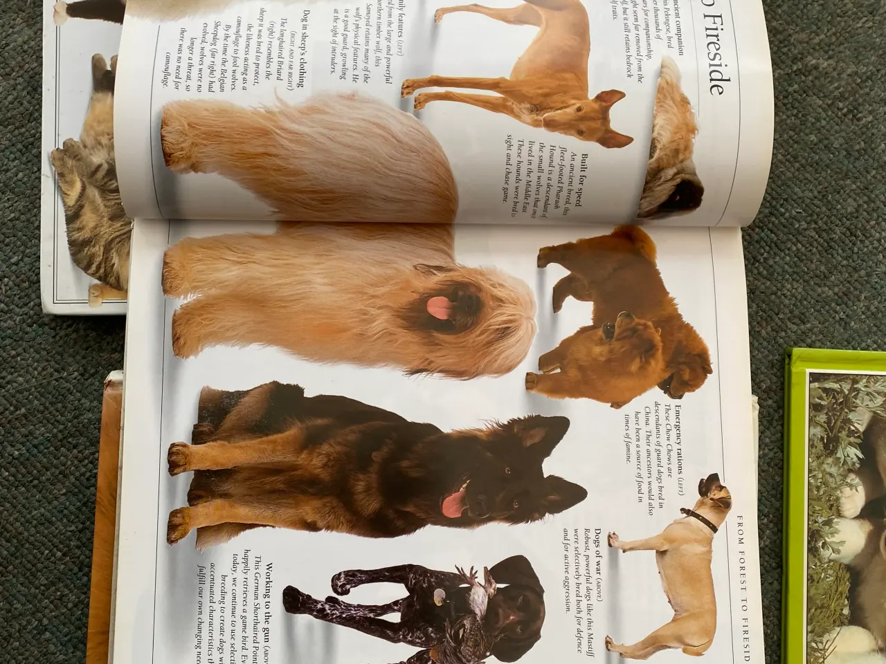 Billede 6 - Hunde- og katte bøger