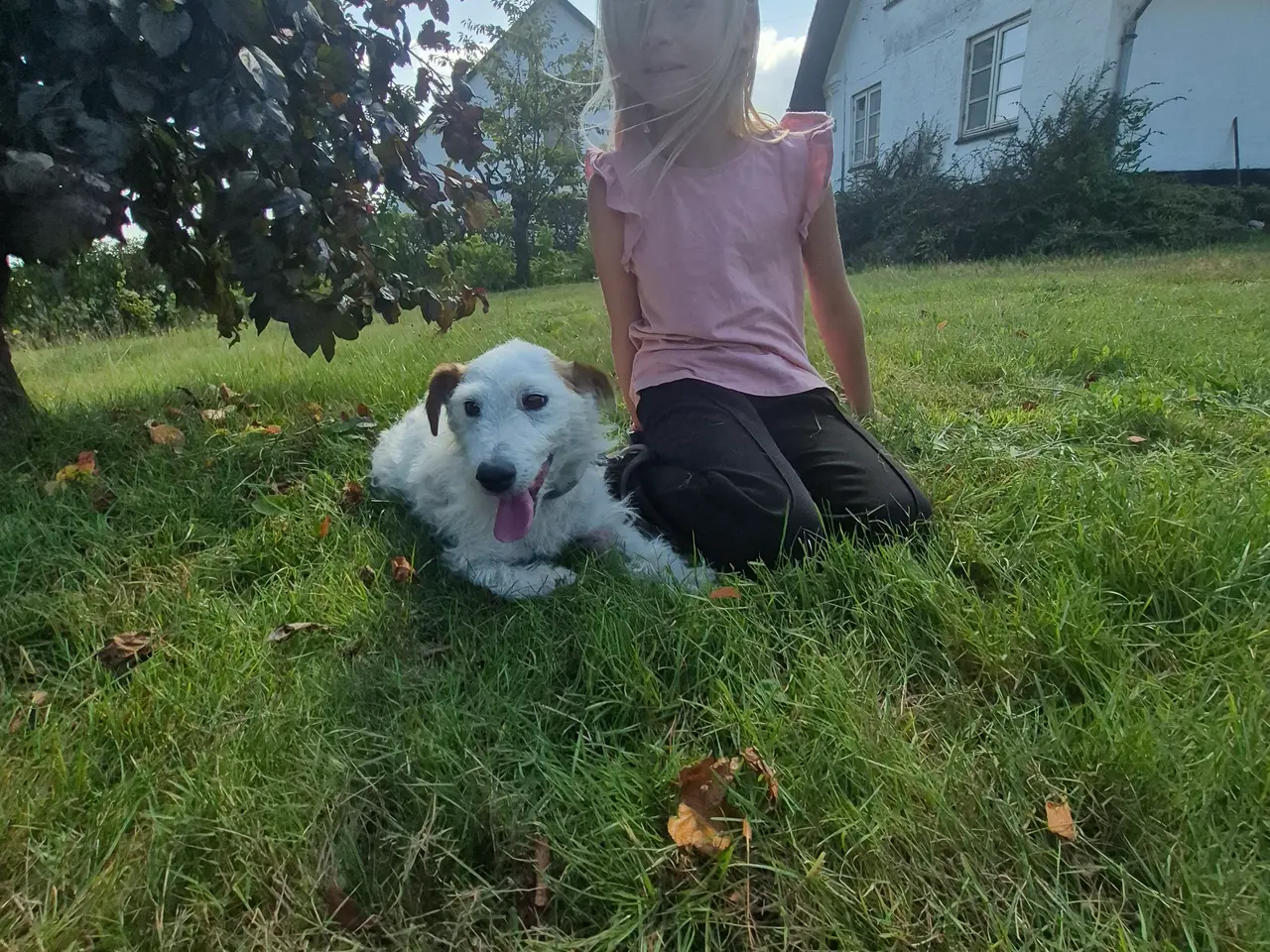 Billede 1 - Jack russel terrie