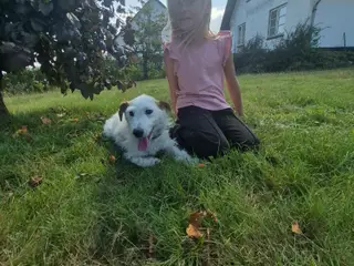 Jack russel terrie