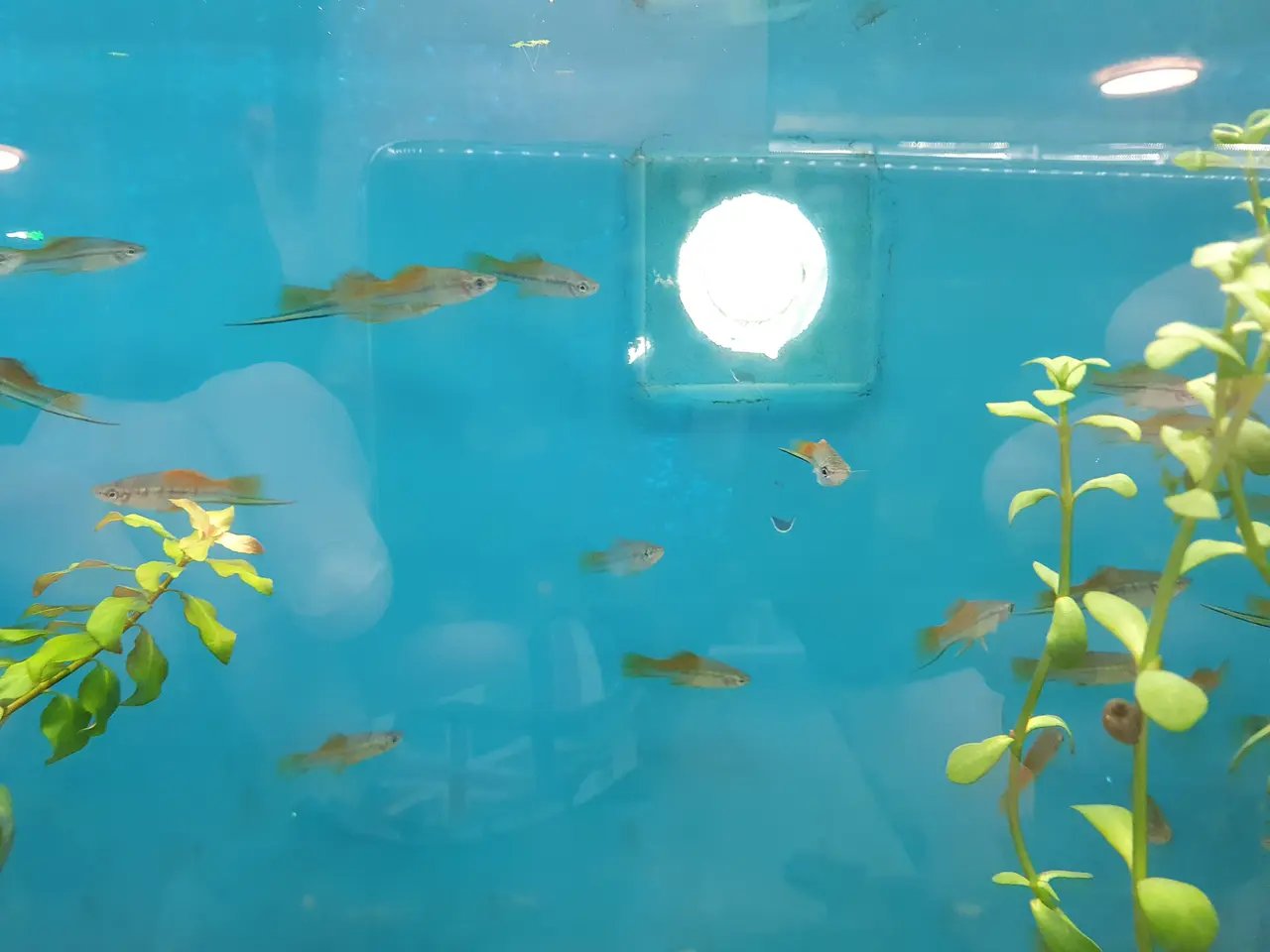 Billede 4 - 🧡🐟 MARIGOLD SVÆRDDRAGER TIL SALG 🐟🧡