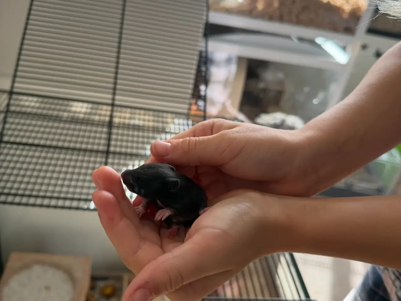 Billede 2 - De sødeste guldhamster unger søger nye hjem