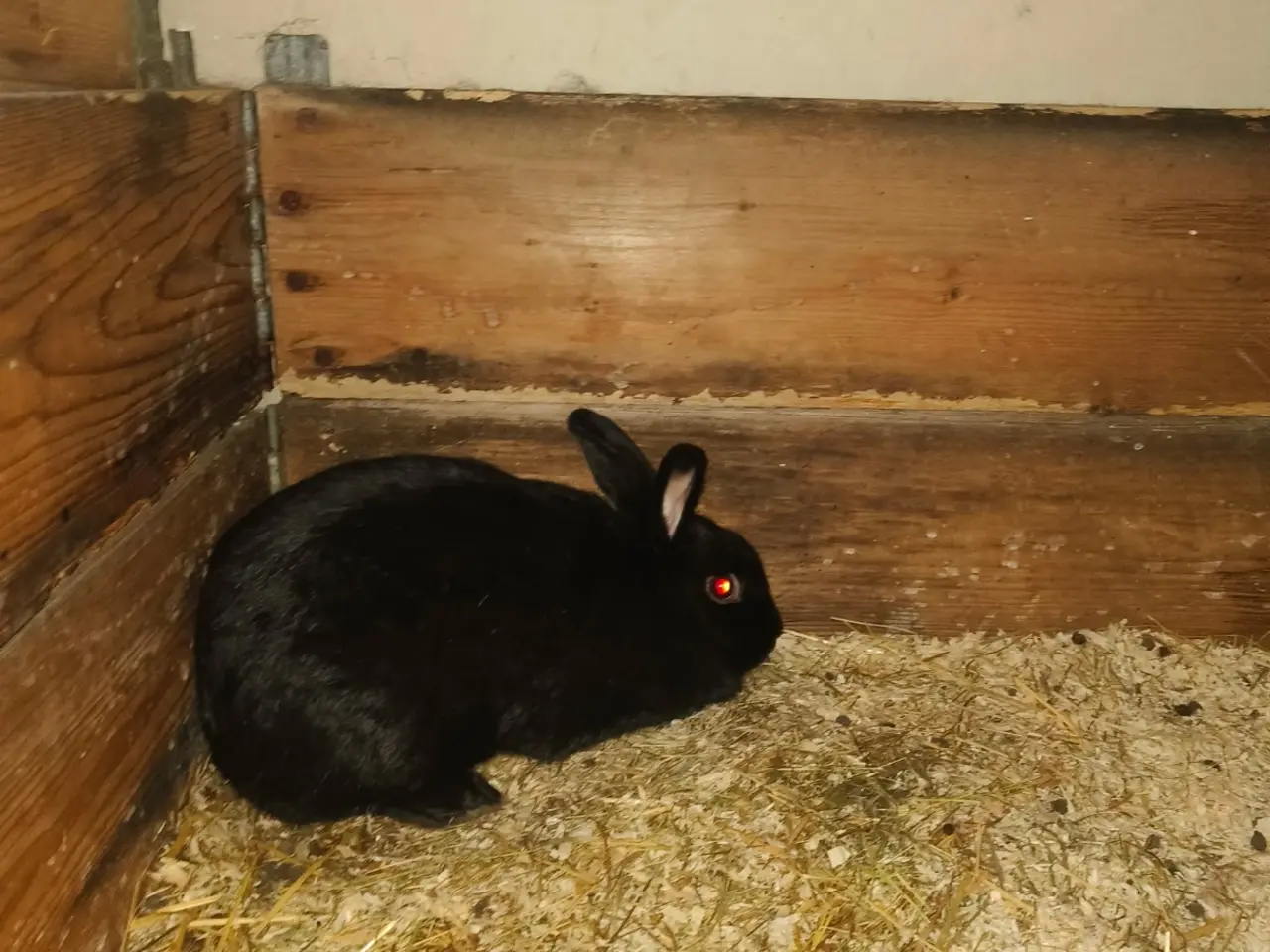 Billede 2 - Sød ca.3 årig hun kanin