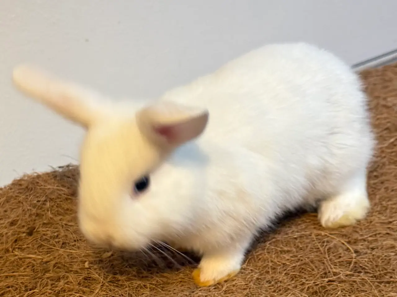 Billede 4 - Sød kaninpige søger nyt hjem 🐰❤️