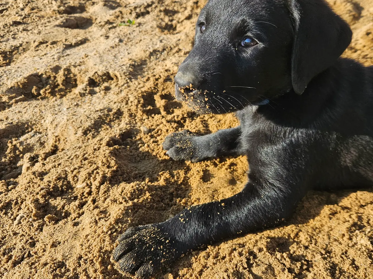 Billede 3 - F1 Labrador hvalpe