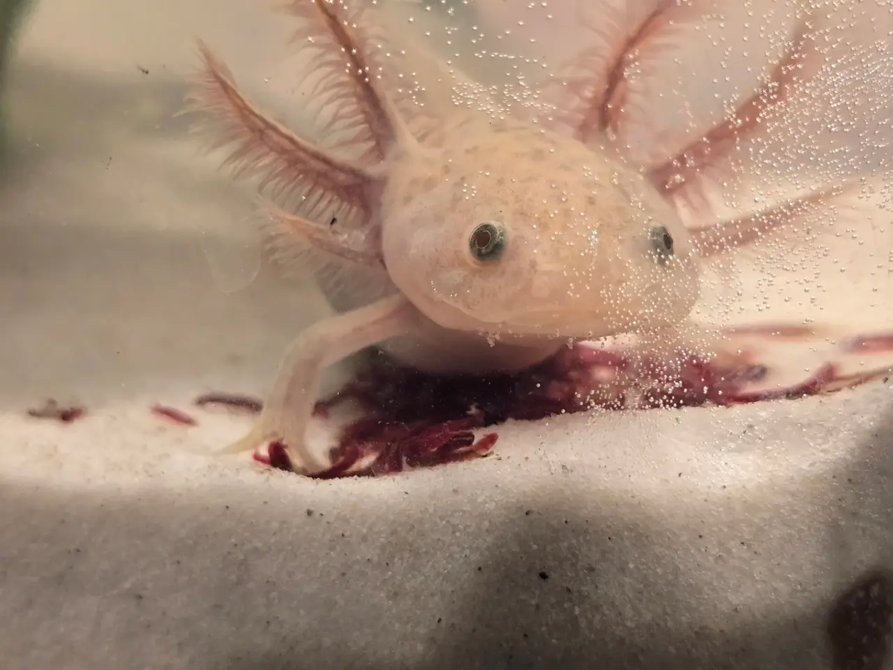 Billede 2 - Axolotl unger fra kendte linjer