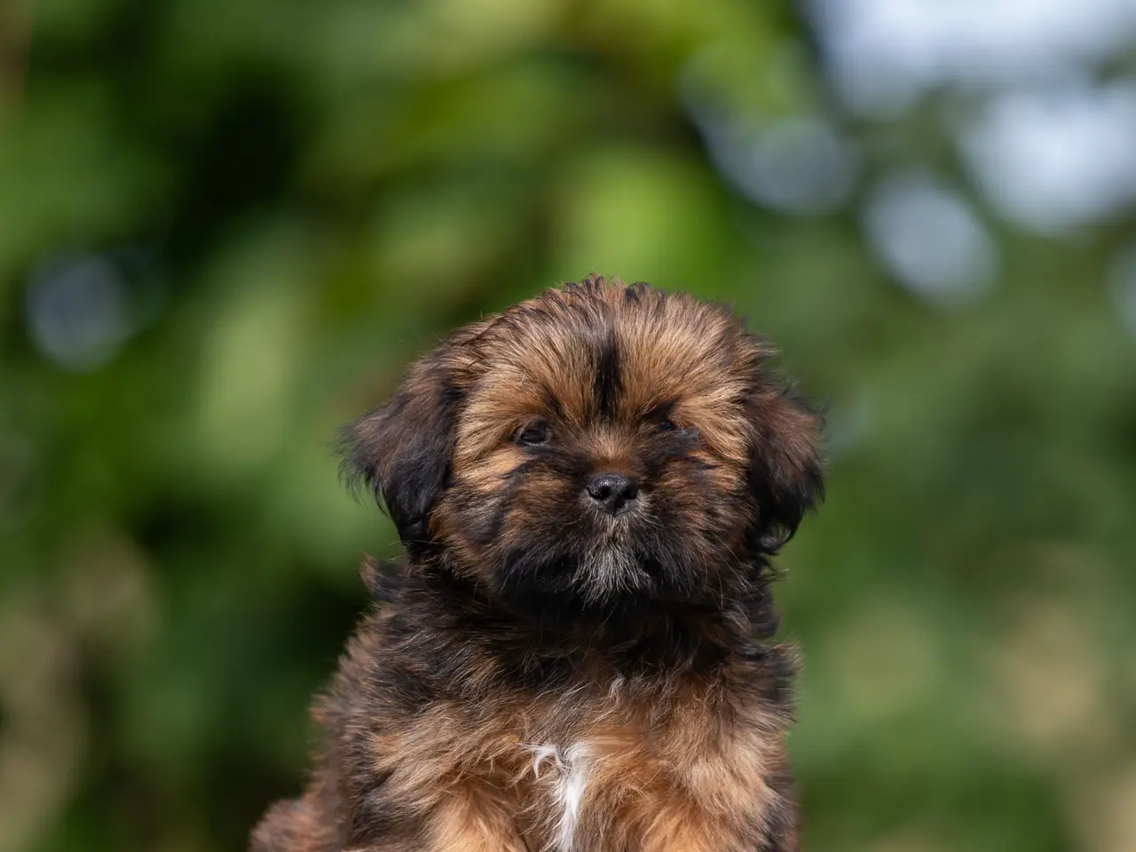 Billede 4 - Lhasa Apso hvalpe med DANSK KENNEL KLUB STAMBOG