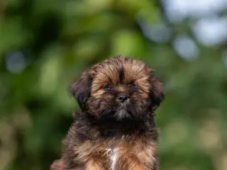 Lhasa Apso hvalpe med DANSK KENNEL KLUB STAMBOG - 4