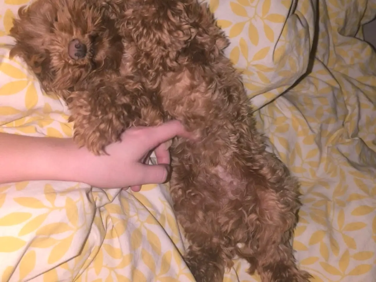 Billede 3 - 4 årig Maltipoo søger nyt hjem