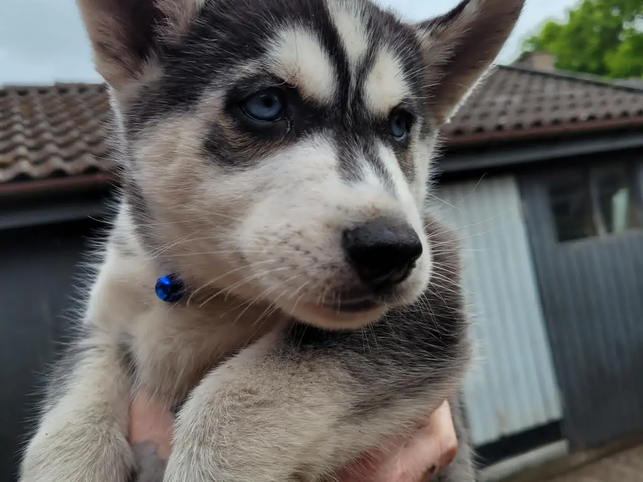 Billede 3 - husky hvalpe