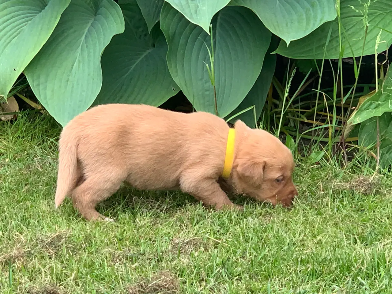 Billede 2 - Labrador hvalpe 
