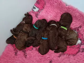 Brune Labradoodle F1B hvalpe
