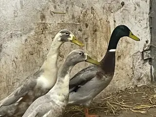 Løbeænder