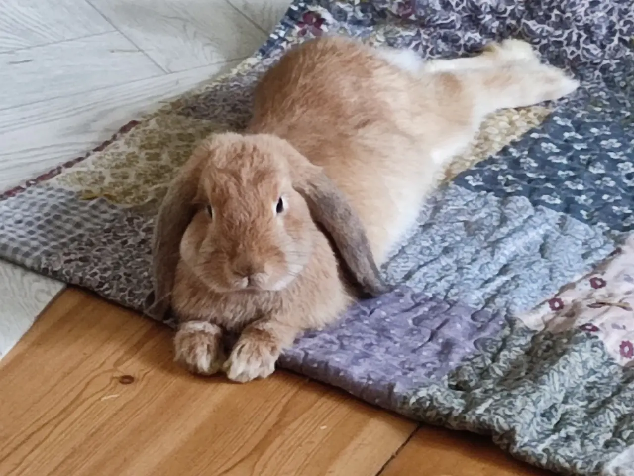 Billede 2 - Mini-lop kaniner