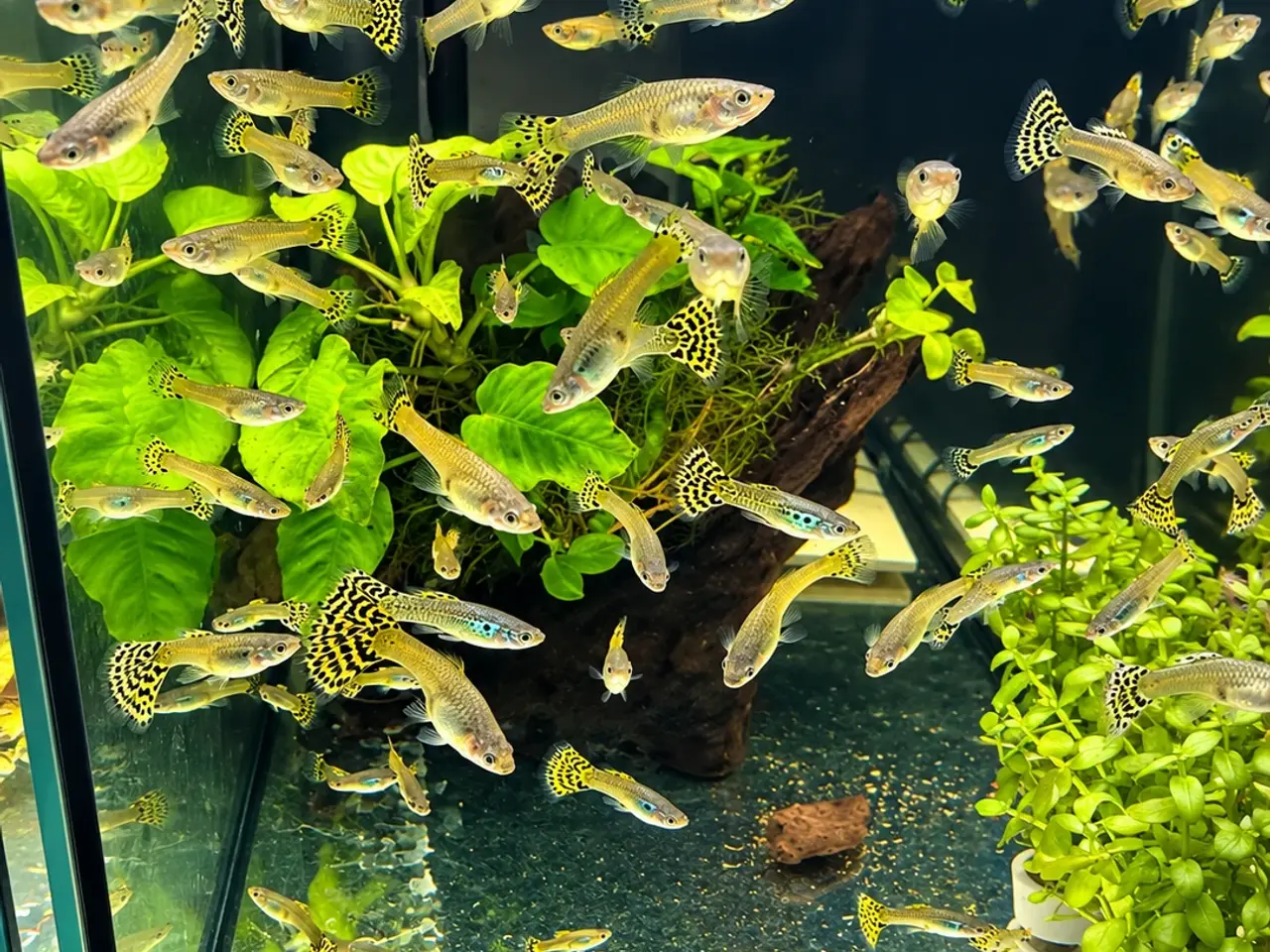 Billede 9 - Gule cobra guppy fisk