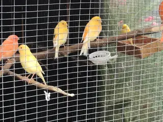 Gule Kanarie