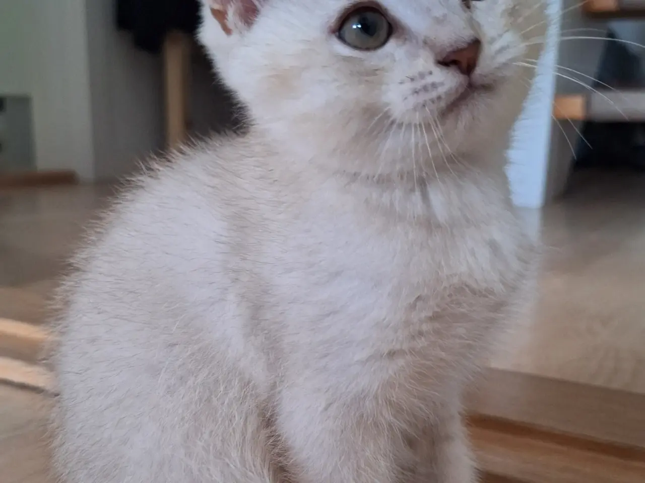 Billede 10 - 🔥 British shorthair🔥