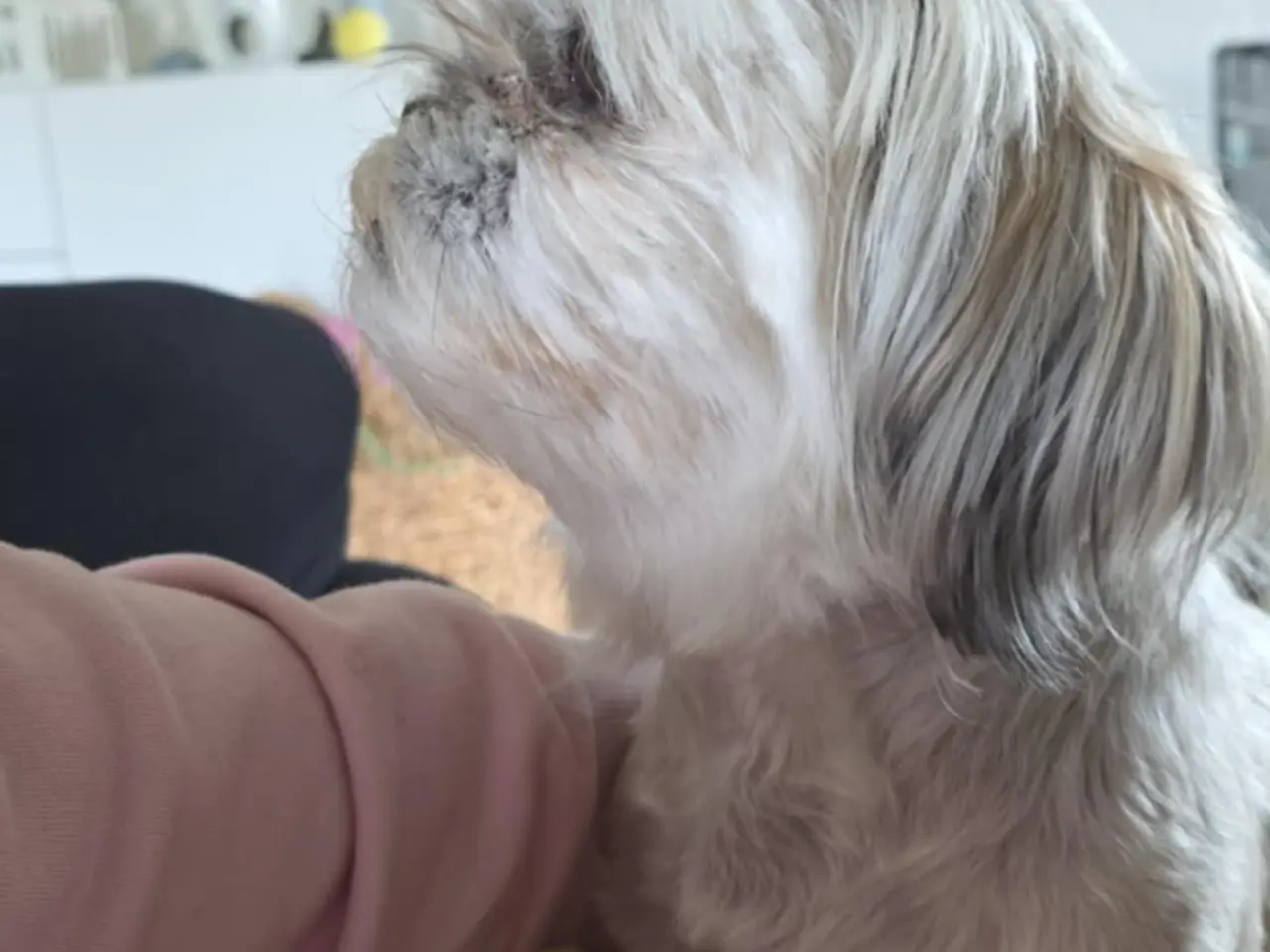 Billede 1 - Boomer hvalpe søger nye madskåle d 3 juli❤️
