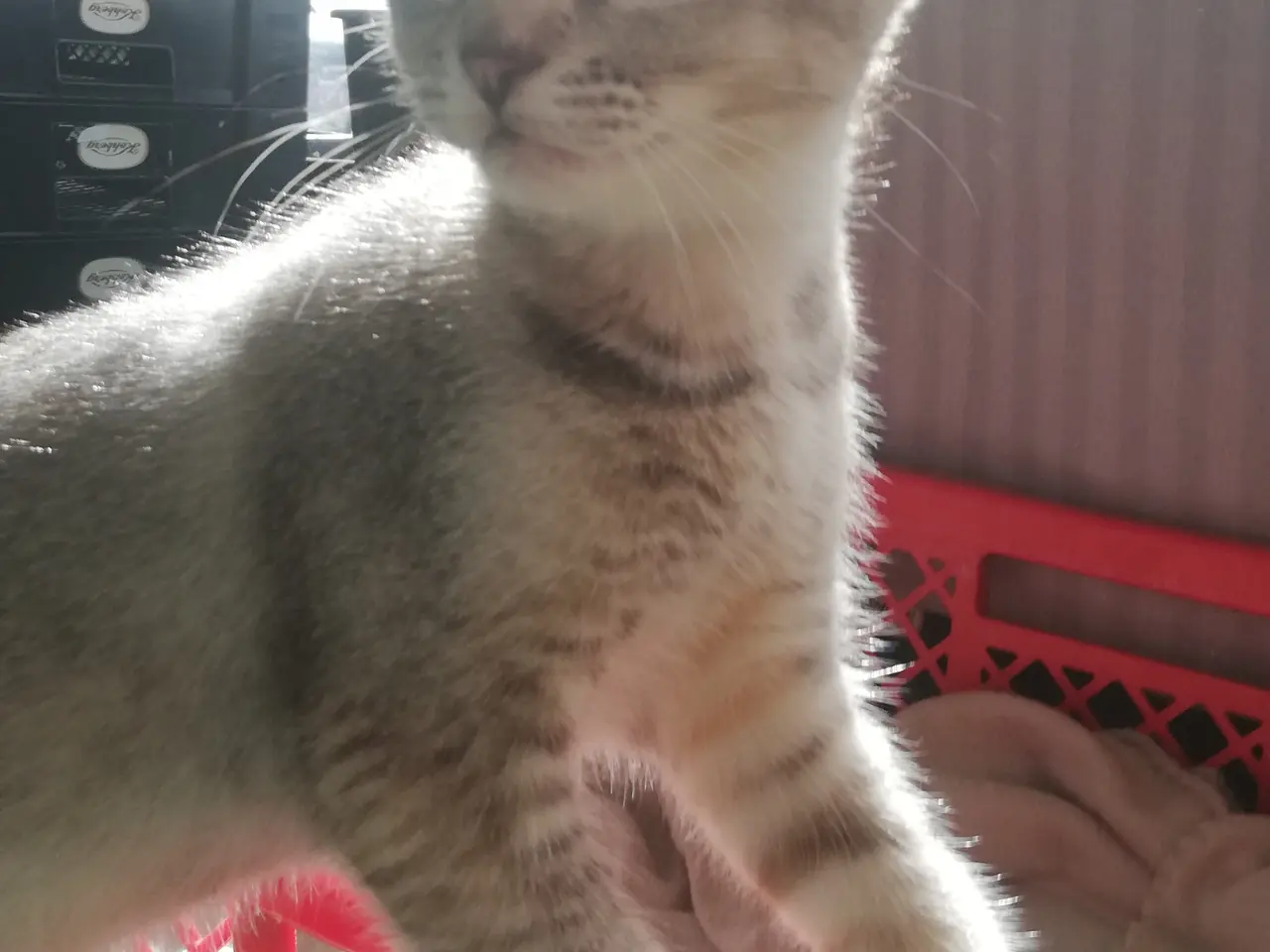 Billede 11 - Lisa – Sød og blid Scottish Fold hunkat søger kærl