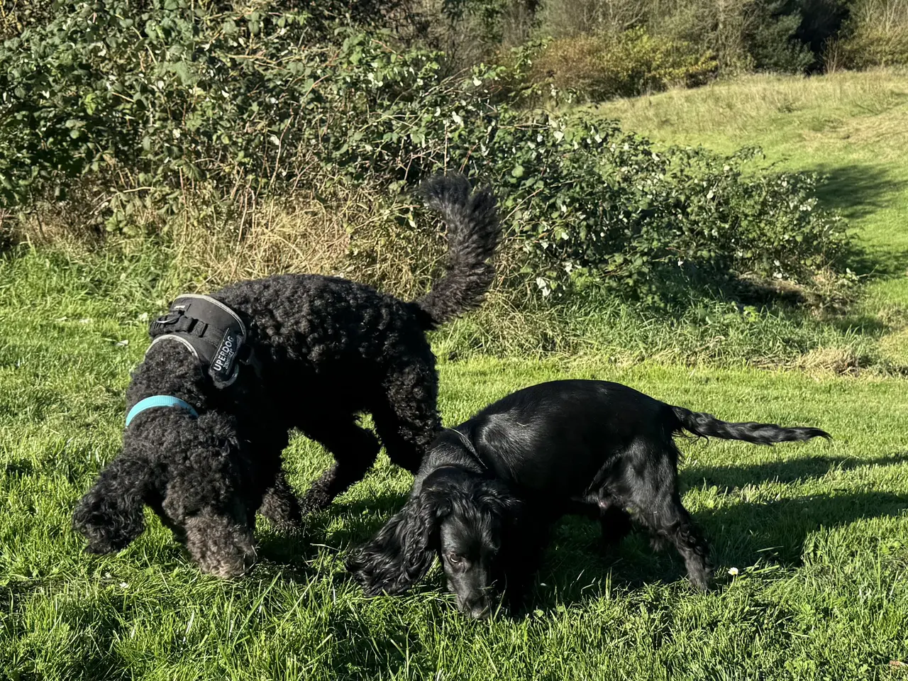 Billede 4 - Cockerdoodle / Cockapoo / Cockerpoo / Doodle hvalp