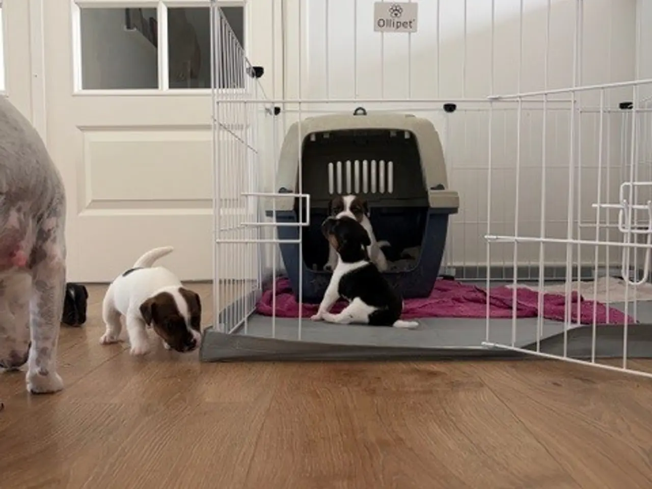 Billede 8 - Jack Russel Hvalpe